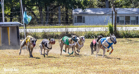 Program 2 Race 4 Sid Sherlock Raz Checkmate CaraCara Stripe-8278