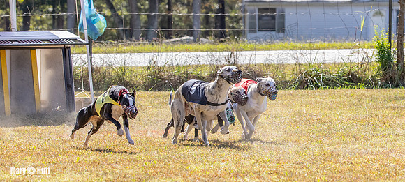 Program 2 Race 6 Bumble Piper Elsa Jefe Pedro Damsel-8356