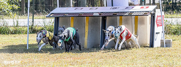 Program 2 Race 11 Bunny Trillian Grim Strummer Violet-8542