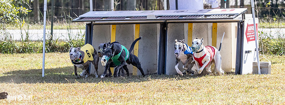 Program 2 Race 11 Bunny Trillian Grim Strummer Violet-8541