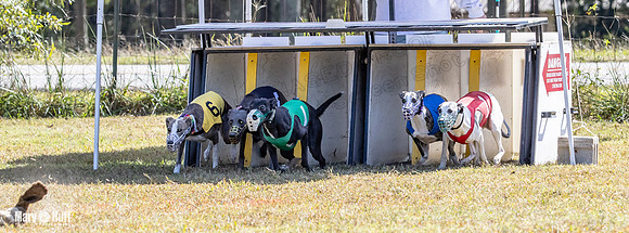 Program 2 Race 11 Bunny Trillian Grim Strummer Violet-8540