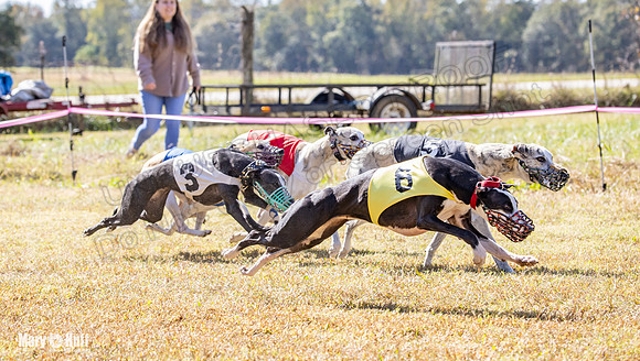 Program 2 Race 6 Bumble Piper Elsa Jefe Pedro Damsel-8368