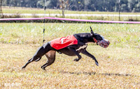 Program 2 Race 2 Swiss Yummy Hex-8214