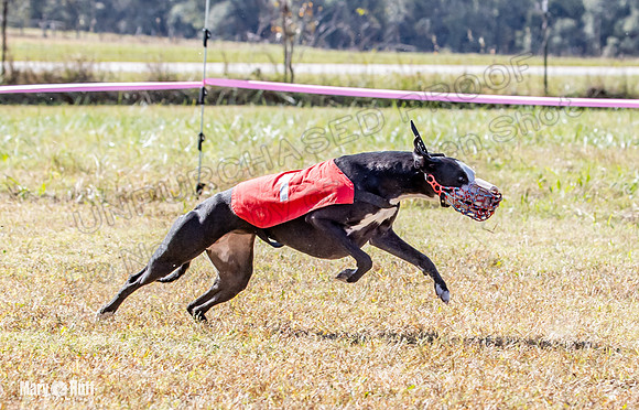 Program 2 Race 2 Swiss Yummy Hex-8214
