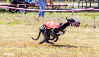 Program 2 Race 2 Swiss Yummy Hex-8210