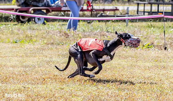 Program 2 Race 2 Swiss Yummy Hex-8210