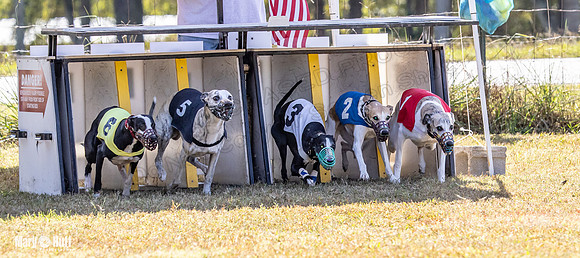 Program 2 Race 6 Bumble Piper Elsa Jefe Pedro Damsel-8344