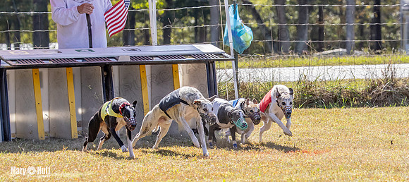 Program 2 Race 6 Bumble Piper Elsa Jefe Pedro Damsel-8350