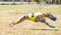 Program 2 Race 3 Zen Soarin Gambit Mizuno Summer Teak-8262