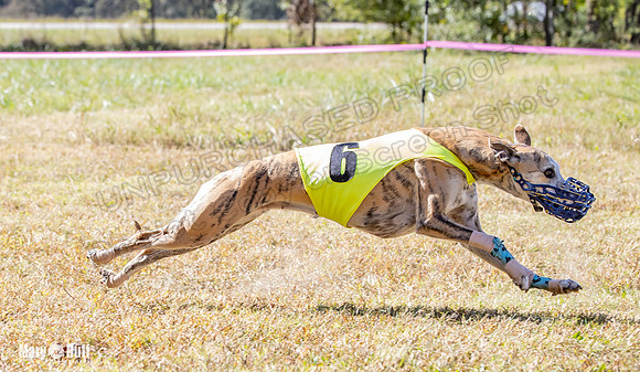 Program 2 Race 3 Zen Soarin Gambit Mizuno Summer Teak-8262