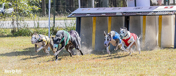 Program 2 Race 11 Bunny Trillian Grim Strummer Violet-8545