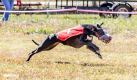 Program 2 Race 2 Swiss Yummy Hex-8211
