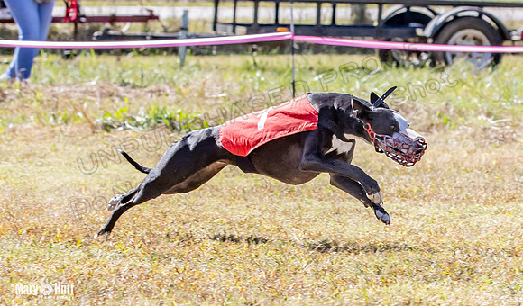 Program 2 Race 2 Swiss Yummy Hex-8211
