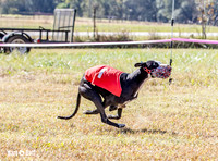 Program 2 Race 2 Swiss Yummy Hex-8213
