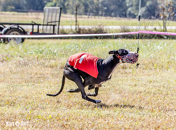 Program 2 Race 2 Swiss Yummy Hex-8213