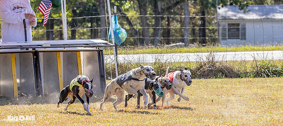 Program 2 Race 6 Bumble Piper Elsa Jefe Pedro Damsel-8353