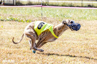 Program 2 Race 3 Zen Soarin Gambit Mizuno Summer Teak-8260