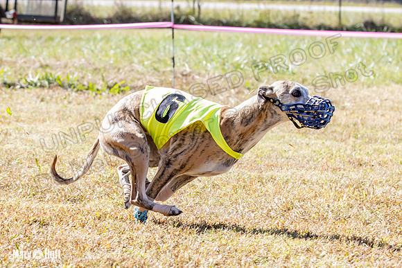 Program 2 Race 3 Zen Soarin Gambit Mizuno Summer Teak-8260