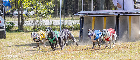 Program 2 Race 11 Bunny Trillian Grim Strummer Violet-8547