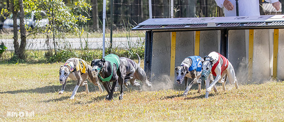 Program 2 Race 11 Bunny Trillian Grim Strummer Violet-8546