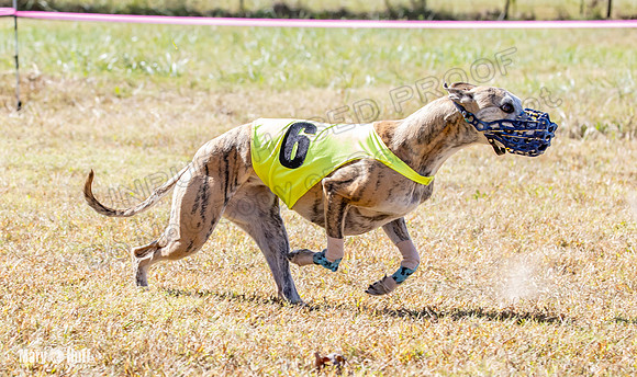 Program 2 Race 3 Zen Soarin Gambit Mizuno Summer Teak-8261