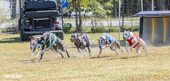 Program 2 Race 11 Bunny Trillian Grim Strummer Violet-8552