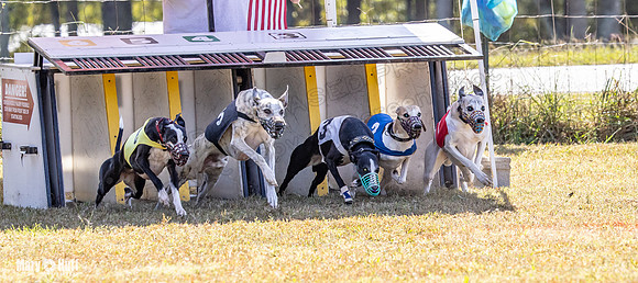 Program 2 Race 6 Bumble Piper Elsa Jefe Pedro Damsel-8346