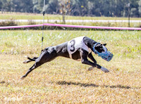 Program 2 Race 2 Swiss Yummy Hex-8212
