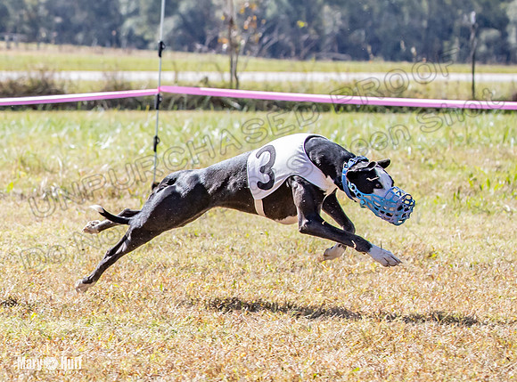 Program 2 Race 2 Swiss Yummy Hex-8212