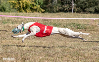 Saturday Racing & Conformation