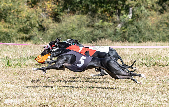Program 3 Race 1 2 Puppy Race 1 2s-8740