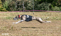 Program 3 Race 1 2 Puppy Race 1 2s-8709