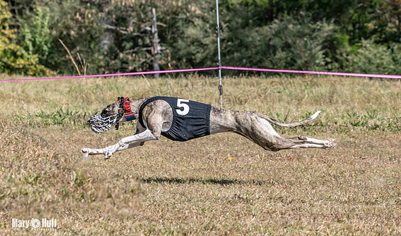 Program 3 Race 1 2 Puppy Race 1 2s-8709