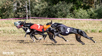 Program 3 Race 1 2 Puppy Race 1 2s-8735