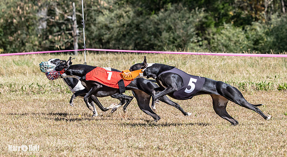 Program 3 Race 1 2 Puppy Race 1 2s-8735