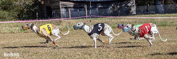 Program 3 Race 4 Swizzle Elsa Clara Summer Sherlock Nitro-8775