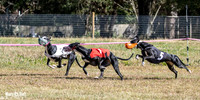 Program 3 Race 1 2 Puppy Race 1 2s-8723