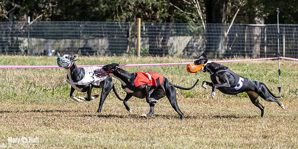 Program 3 Race 1 2 Puppy Race 1 2s-8723