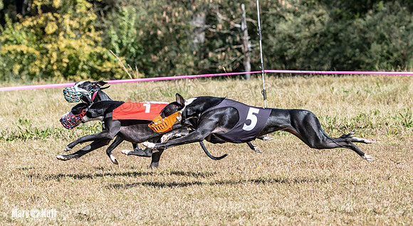 Program 3 Race 1 2 Puppy Race 1 2s-8736