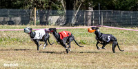 Program 3 Race 1 2 Puppy Race 1 2s-8722