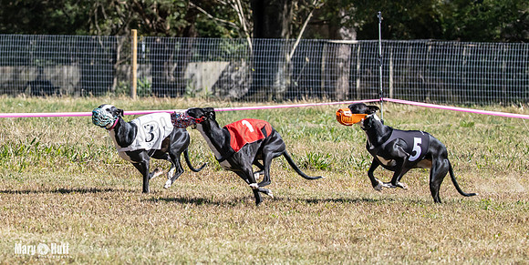Program 3 Race 1 2 Puppy Race 1 2s-8722