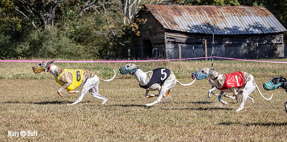 Program 3 Race 4 Swizzle Elsa Clara Summer Sherlock Nitro-8776
