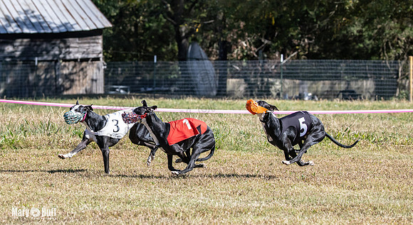 Program 3 Race 1 2 Puppy Race 1 2s-8726