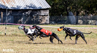 Program 3 Race 1 2 Puppy Race 1 2s-8727