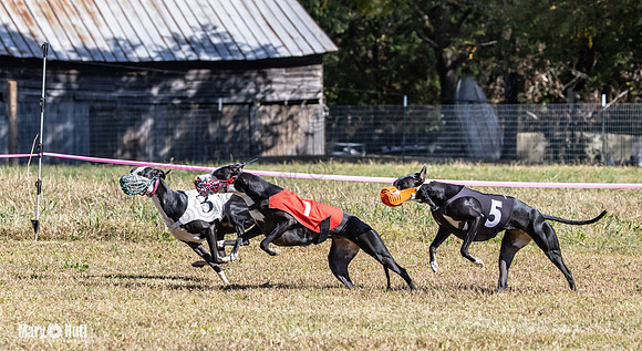 Program 3 Race 1 2 Puppy Race 1 2s-8727