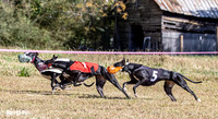 Program 3 Race 1 2 Puppy Race 1 2s-8731