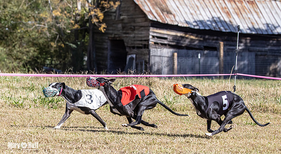 Program 3 Race 1 2 Puppy Race 1 2s-8730