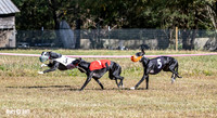 Program 3 Race 1 2 Puppy Race 1 2s-8725