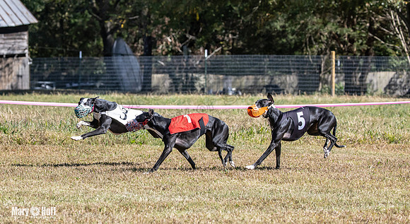 Program 3 Race 1 2 Puppy Race 1 2s-8725