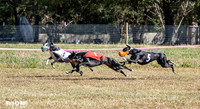Program 3 Race 1 2 Puppy Race 1 2s-8724